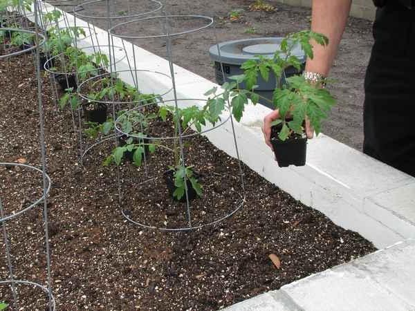 proceso de plantación de tomate