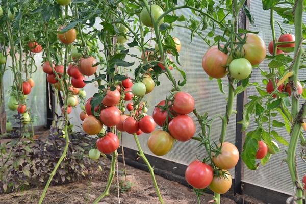 Tomato variety for the Urals