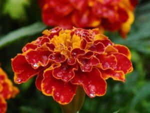 Nützliche Eigenschaften von Ringelblumen aus Schädlingen, warum im Garten pflanzen