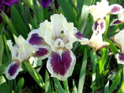 schöne Iris