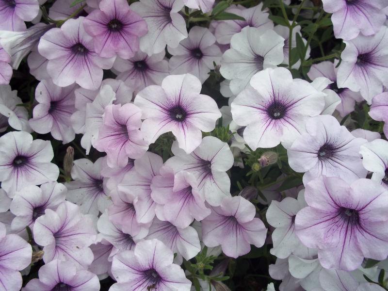 fialová květina