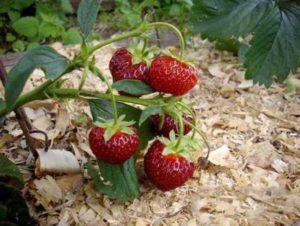 Hvornår og hvordan man korrekt mulch jordbær, jo bedre
