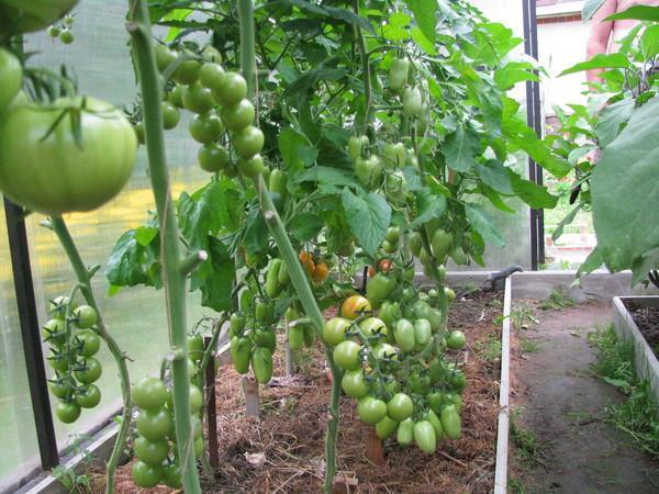 zelené paradajkové kríky v skleníku