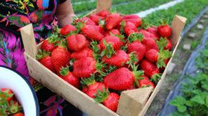 Beschreibung und Eigenschaften von Elizaveta-Erdbeeren, Pflanzen und Pflege