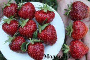Beskrivelse og karakteristika for jordbærsorten Malvina, plantning, dyrkning og pleje