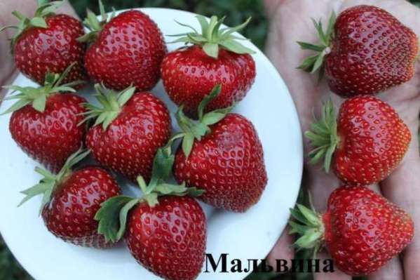 ripe strawberry malvina