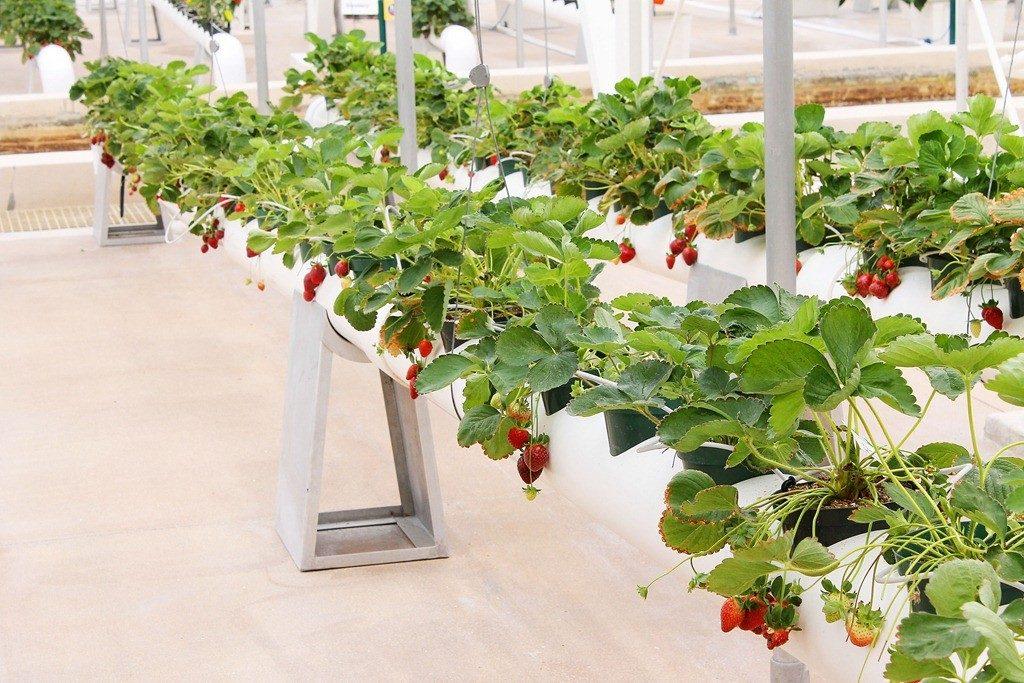 strawberries in tubes