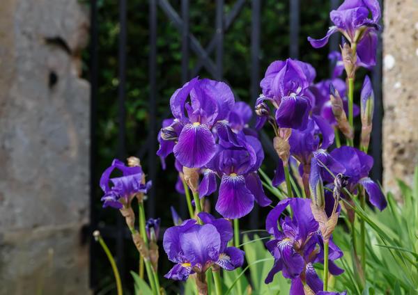 iris cvijeće
