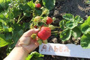 Description and characteristics of strawberries of the Alba variety, reproduction and cultivation