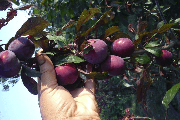 Vyšnių lama