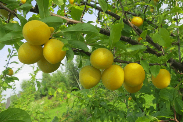 Prune cerise jaune
