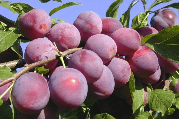 Pulang cherry plum