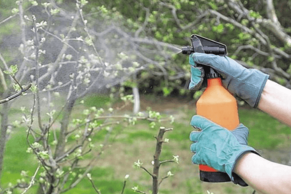 Spraying cherry plum