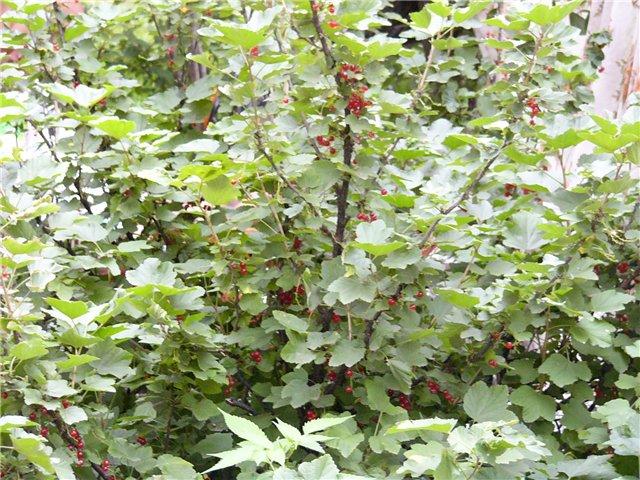currant bush