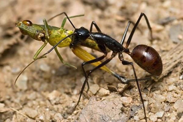 muurahaisten taistelu