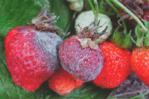 Mga sanhi ng paglitaw ng mga sakit at peste ng mga strawberry, paggamot at pamamaraan ng kontrol