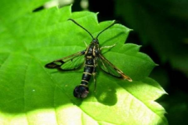 mosquito de grosella