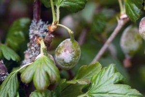 Cause di malattie e parassiti di uva spina, trattamento e controllo di loro
