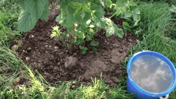 soil for raspberries