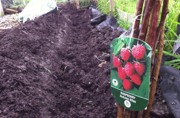beds for raspberries