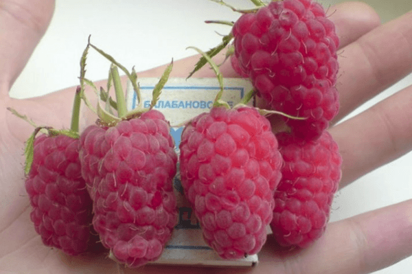 fruta de frambuesa