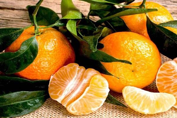 izbor citrusa