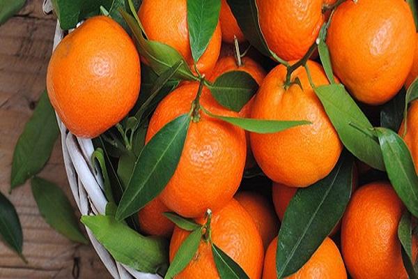Mandarinenfrucht