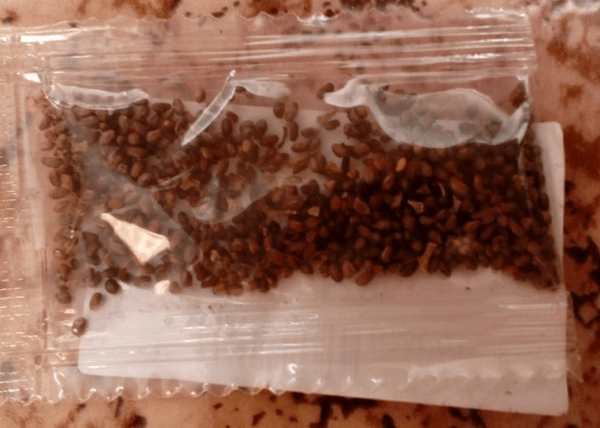semillas de frambuesa