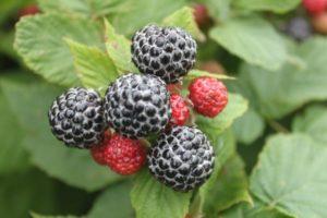 The best varieties of black raspberries, planting, growing and care