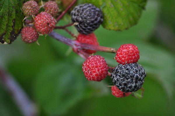 branch with raspberries