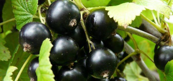 svarta vinbär
