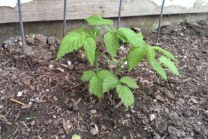 What can be planted on the site after raspberries and next to them next year