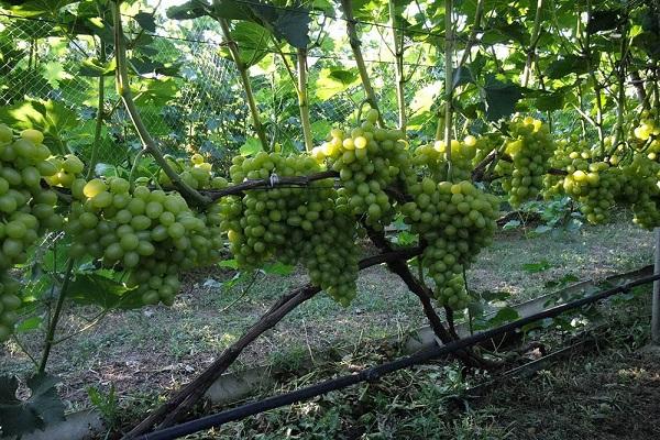 Rozprzestrzenianie winogron