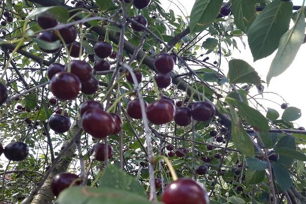 varietal cherry