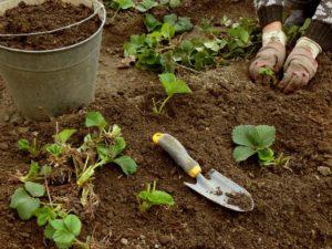 How to propagate and plant strawberries in August with a mustache step by step