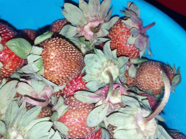 dry strawberries