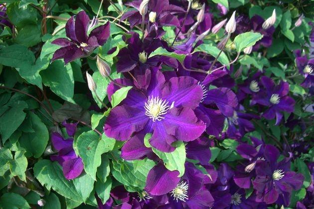 blomster clematis