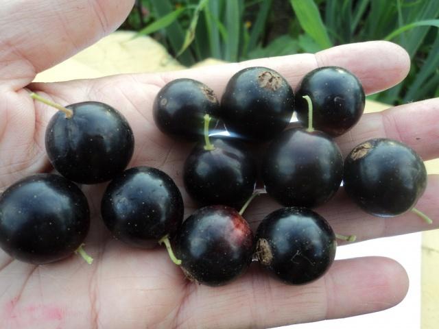 black currant in hand