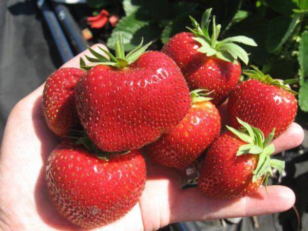 strawberry malvina