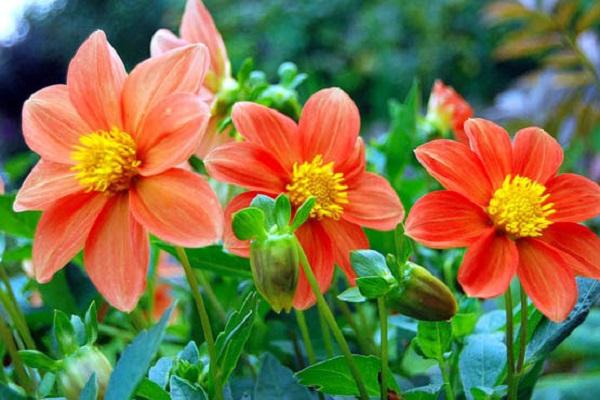 anemone šķirnes