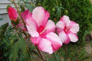 Descrierea hibiscului de mlaștină, plantare și îngrijire în câmp deschis