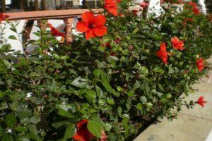 Reproduction, cultivation and care of garden hibiscus