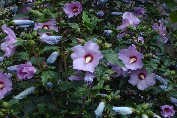 flori purpurii
