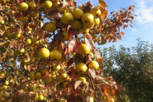 Las mejores variedades de peras para los Urales con una descripción, las sutilezas de cultivo y cuidado.