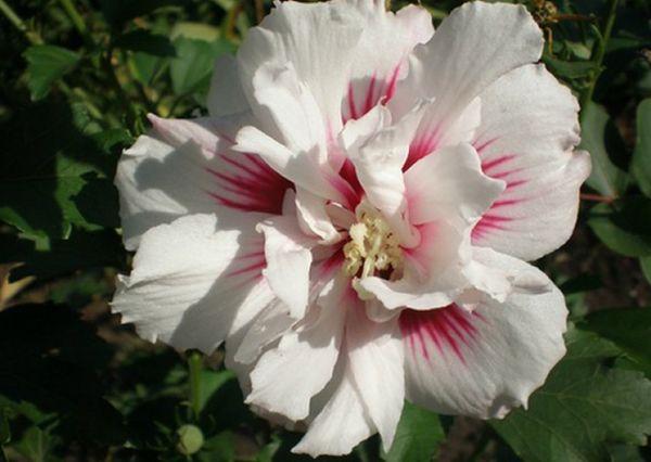 éponge hibiscus