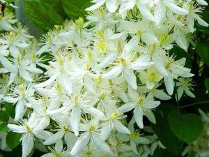Features of planting and caring for clematis burning in the open field