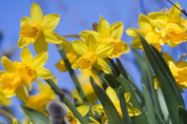 dilaw na daffodils