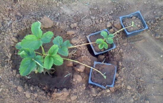 plantering jordgubbar