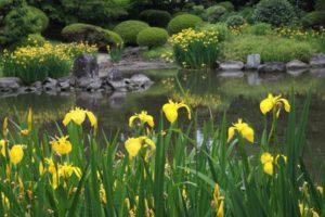 Opis irisa močvare, sadnja, uzgoj i njega na otvorenom terenu