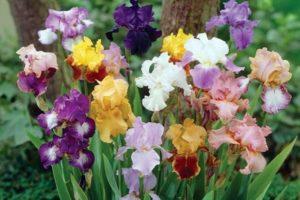 Descrizione delle varietà di iris barbuto, semina e cura in campo aperto